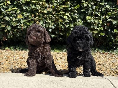 Genuine pedigree *Toy* Poodles