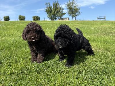 Genuine pedigree *Toy* Poodles
