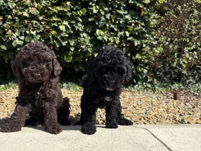 Genuine pedigree *Toy* Poodles