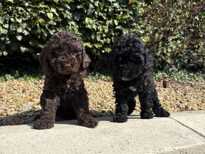 Genuine pedigree *Toy* Poodles