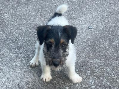 Fox Terrier puppies in Cavan