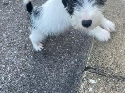 Fox Terrier puppies in Cavan