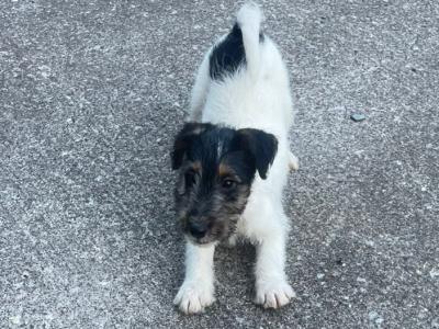 Fox Terrier puppies in Cavan