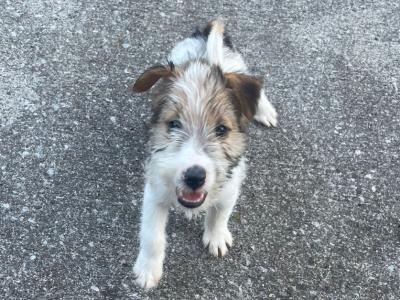 Fox Terrier puppies in Cavan