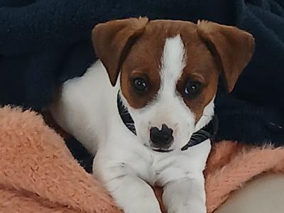 Female Jack Russell puppy + essentials in Tipperary
