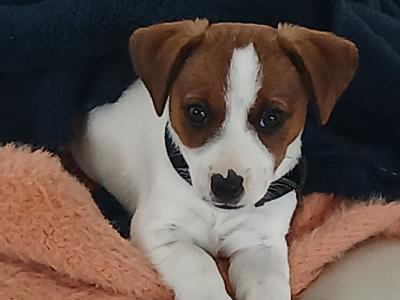 Female Jack Russell puppy + essentials in Tipperary