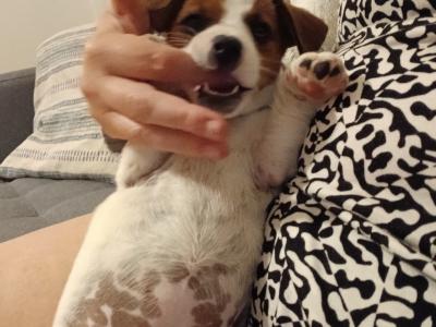 Female Jack Russell puppy + essentials in Tipperary