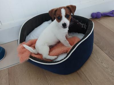 Female Jack Russell puppy + essentials in Tipperary