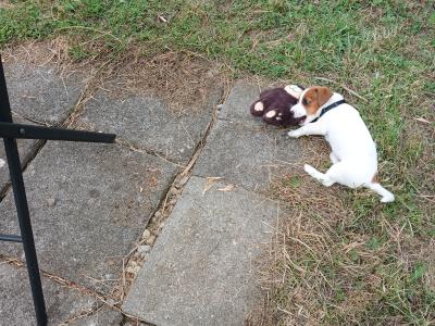 Female Jack Russell puppy + essentials in Tipperary