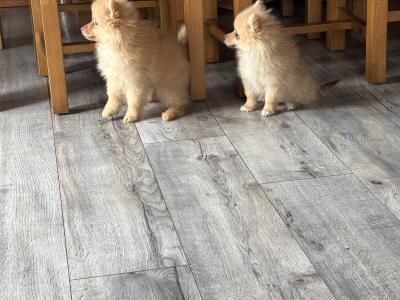 Pomeranian puppies in Wexford