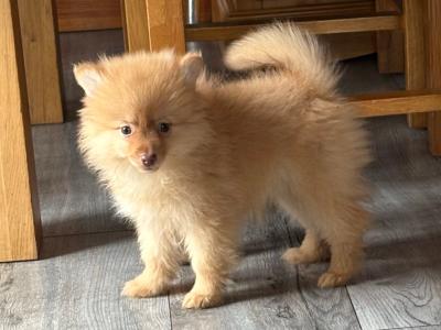Pomeranian puppies in Wexford