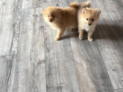Pomeranian puppies in Wexford