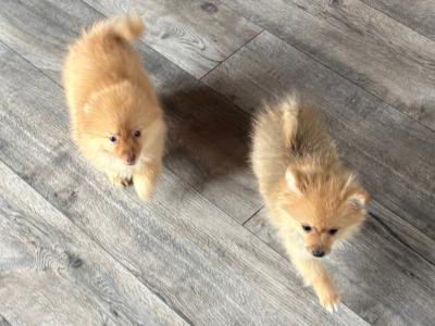 Pomeranian puppies in Wexford