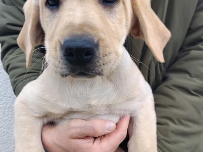 Beautiful Ladrador puppies in Cork