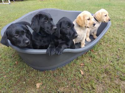 Beautiful Ladrador puppies in Cork