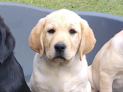 Beautiful Ladrador puppies in Cork