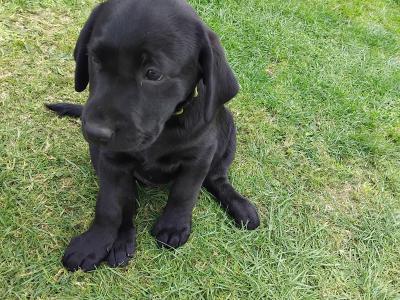 Beautiful Ladrador puppies in Cork
