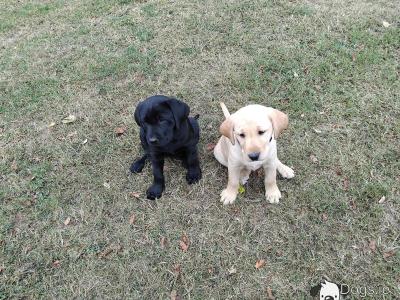 Beautiful Ladrador puppies in Cork