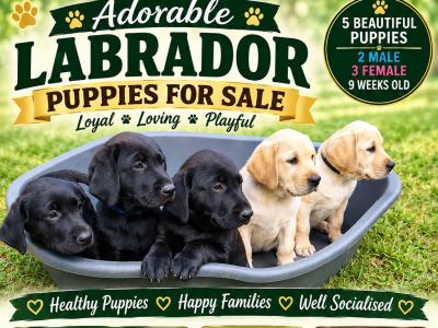 Beautiful Ladrador puppies in Cork