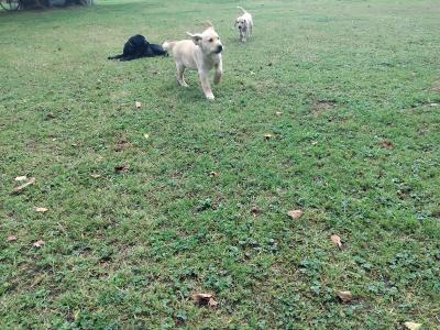 Beautiful Ladrador puppies in Cork