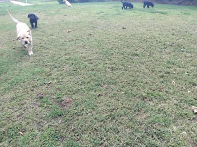 Beautiful Ladrador puppies in Cork