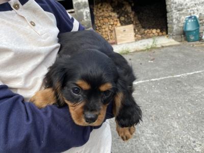 2 Cavalier King Charles puppies in Galway