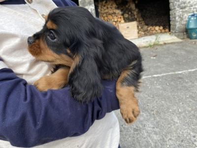 2 Cavalier King Charles puppies in Galway