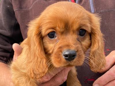 2 Cavalier King Charles puppies in Galway