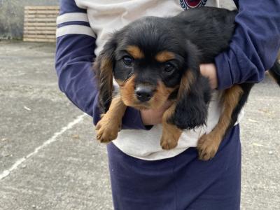 2 Cavalier King Charles puppies in Galway