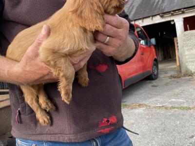 2 Cavalier King Charles puppies in Galway