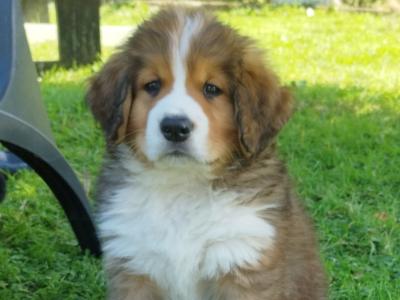 Bernese Mountain Dog x St Bernard puppies in Mayo