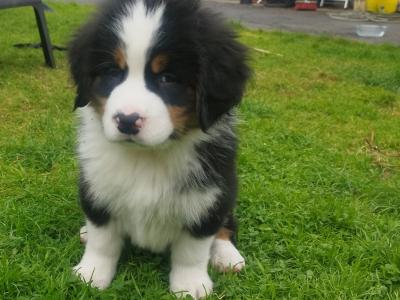 Bernese Mountain Dog x St Bernard puppies in Mayo