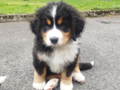 Bernese Mountain Dog x St Bernard puppies in Mayo