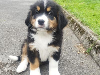 Bernese Mountain Dog x St Bernard puppies in Mayo