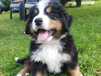 Bernese Mountain Dog x St Bernard puppies in Mayo