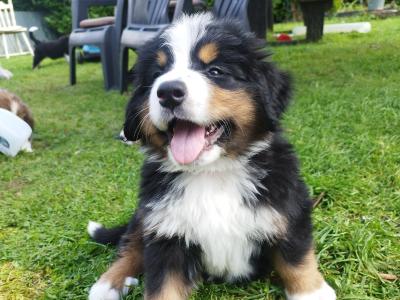 Bernese Mountain Dog x St Bernard puppies in Mayo