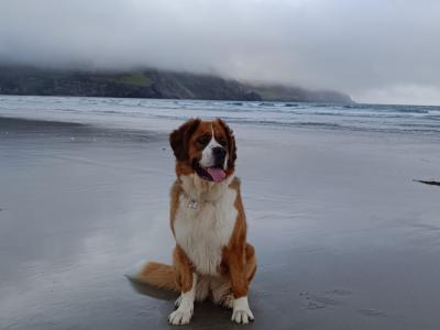 Bernese Mountain Dog x St Bernard puppies in Mayo