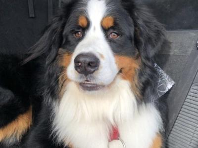Bernese Mountain Dog x St Bernard puppies in Mayo