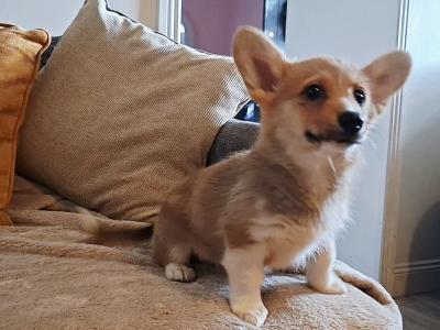 Female Welsh Corgi Pembroke puppies in Waterford