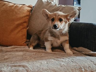 Female Welsh Corgi Pembroke puppies in Waterford