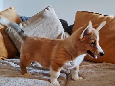Female Welsh Corgi Pembroke puppies in Waterford