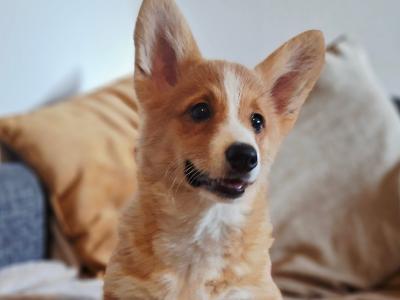 Female Welsh Corgi Pembroke puppies in Waterford