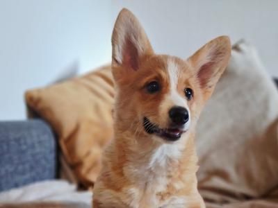 Female Welsh Corgi Pembroke puppies in Waterford