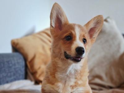 Female Welsh Corgi Pembroke puppies in Waterford