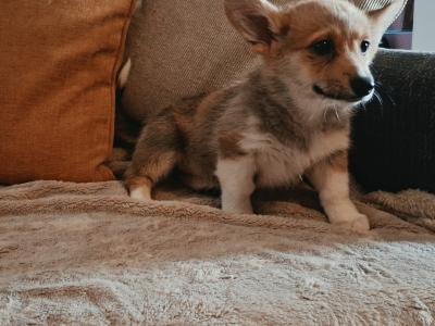 Female Welsh Corgi Pembroke puppies in Waterford