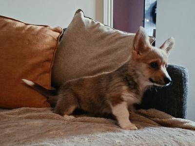 Female Welsh Corgi Pembroke puppies in Waterford