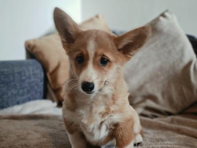 Female Welsh Corgi Pembroke puppies in Waterford
