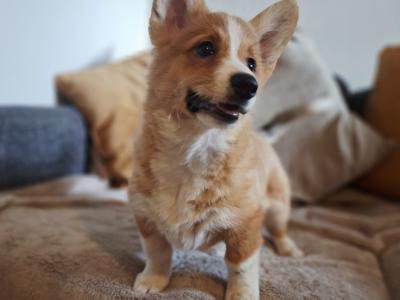 Female Welsh Corgi Pembroke puppies in Waterford