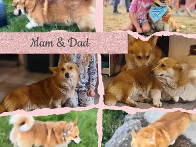 Female Welsh Corgi Pembroke puppies in Waterford
