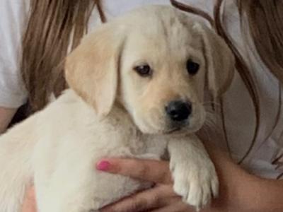 Pedigree Labrador Pups (IKC registered) in Carlow